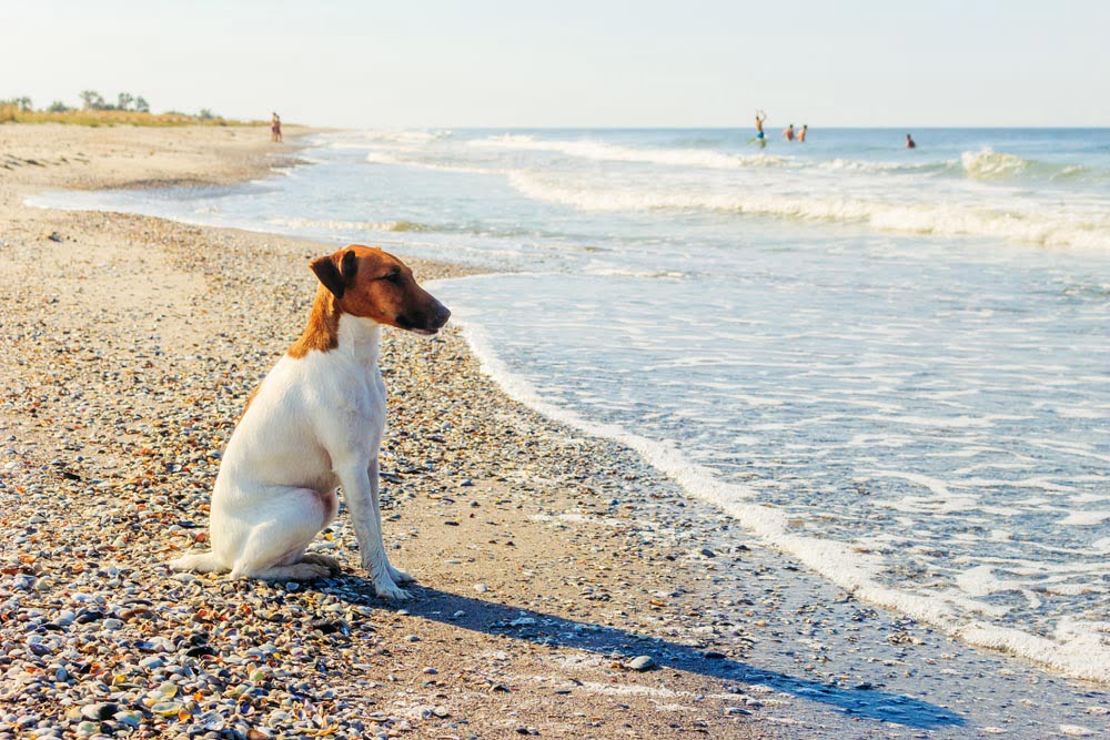 Dog Friendly Beaches Visit Truro