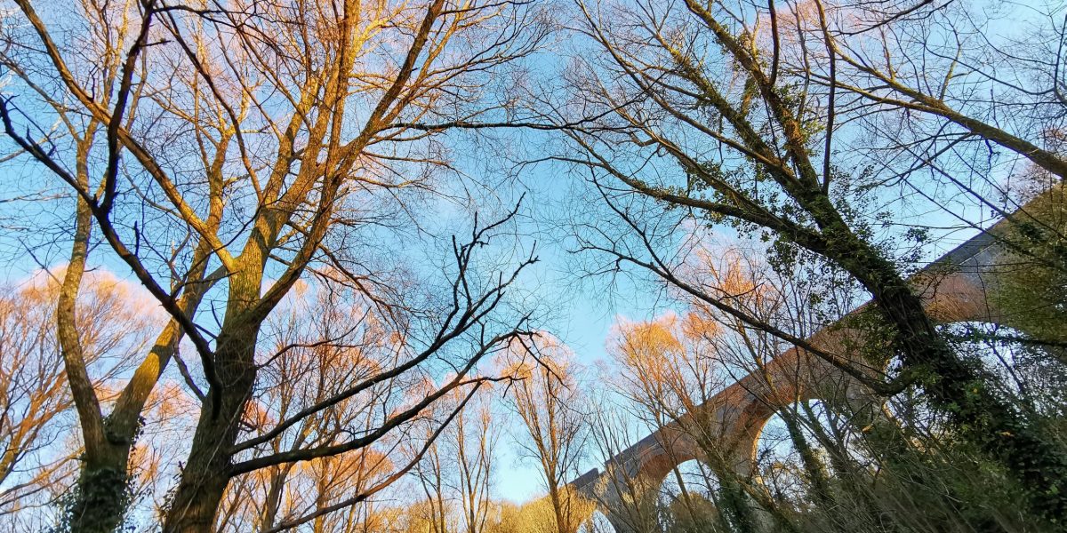 Daubuz-pic