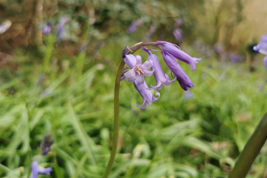IMG_20230426_092633-bluebell