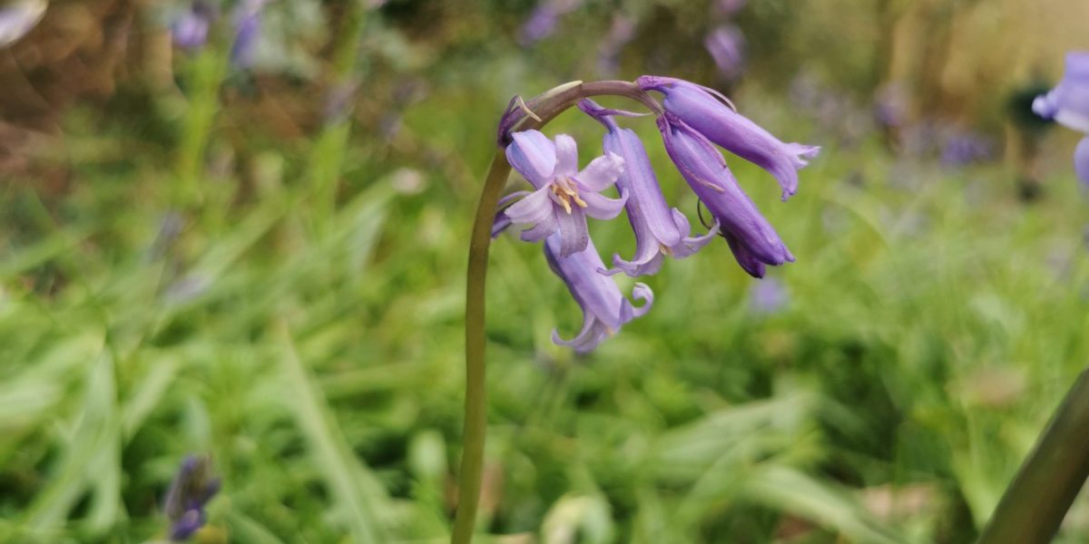 IMG_20230426_092633-bluebell