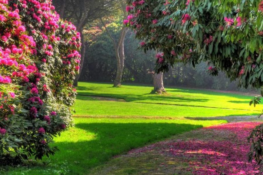 Tregothan open Garden