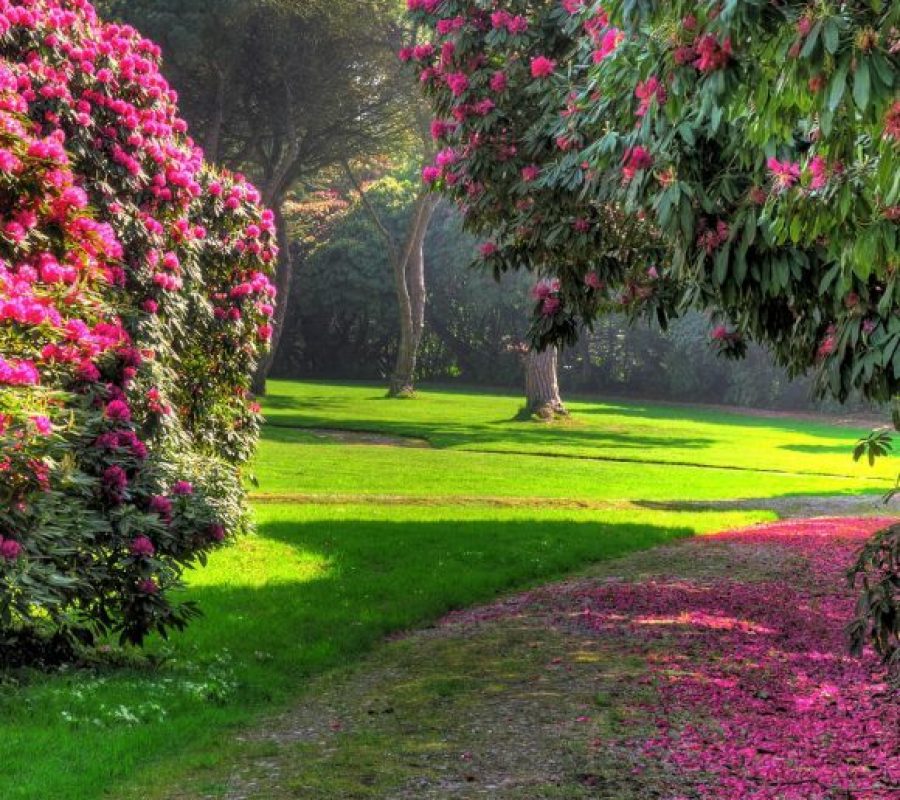 Tregothan open Garden