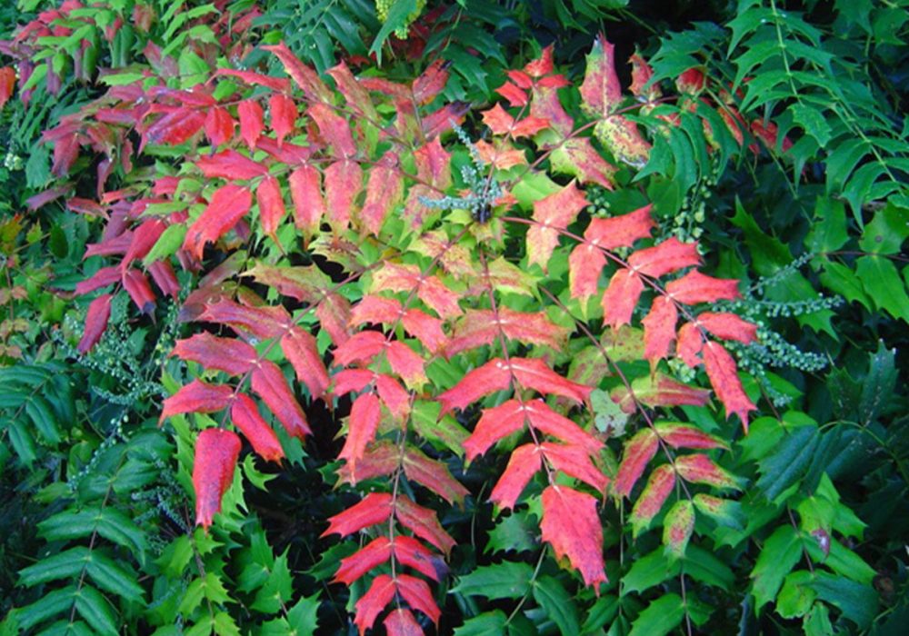 Untitled-1_0000_Mahonia-japonica-Autumn-colour