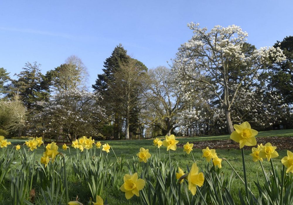 Untitled-1_0000_daffs (1)