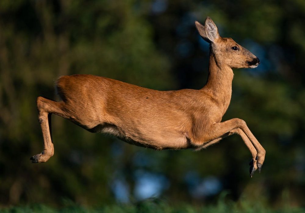 Untitled-1_0001_304851626_446051944223102_922738723096212603_n