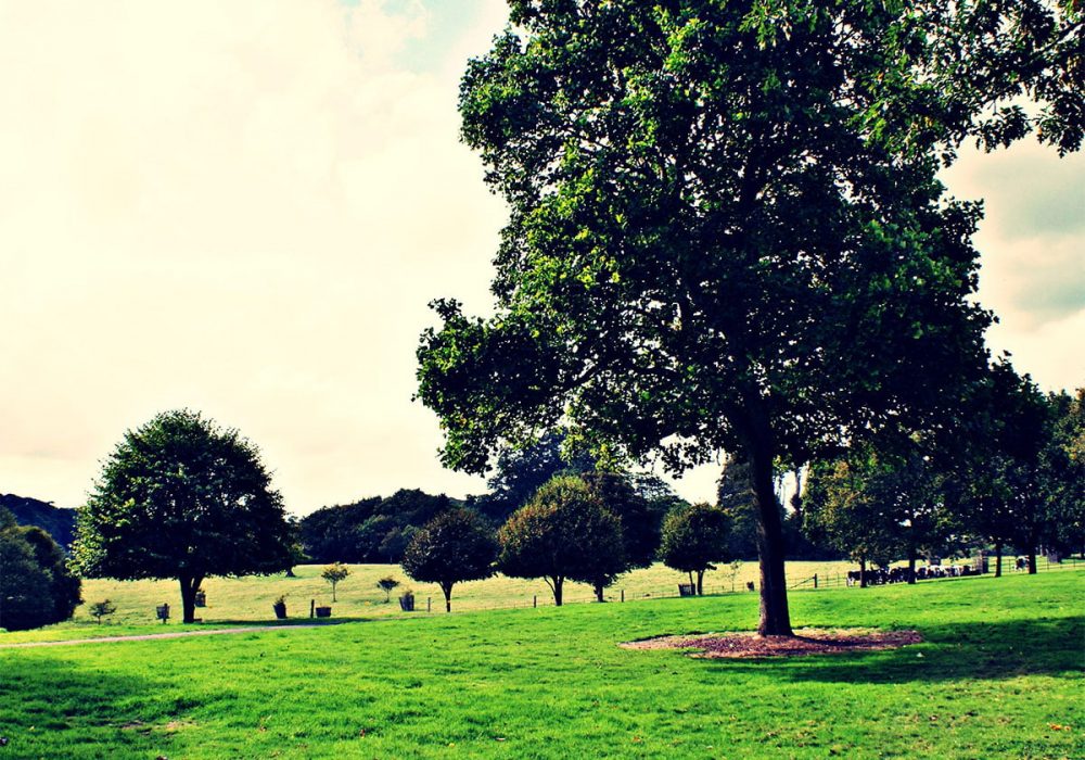 Untitled-1_0001_dsc00948 (1)