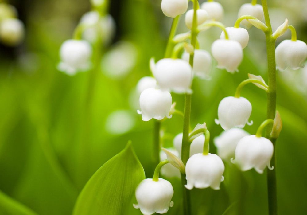 Untitled-1_0002_306950410_455881666573463_8985302180816621395_n