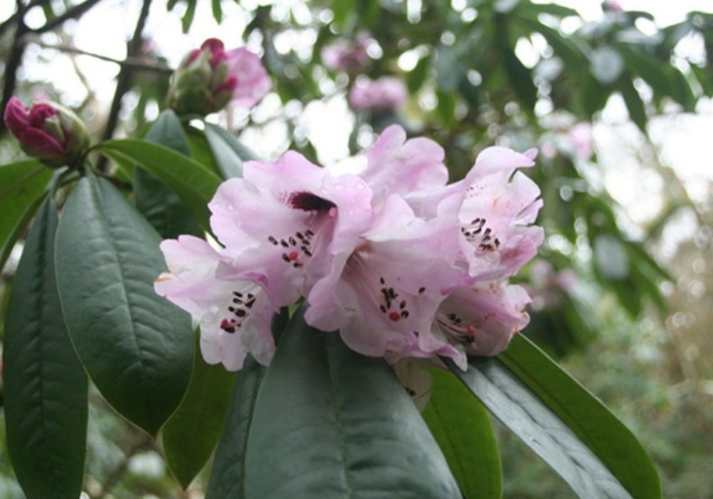 Untitled-1_0002_Rhododendron-sutchuense-2013-2