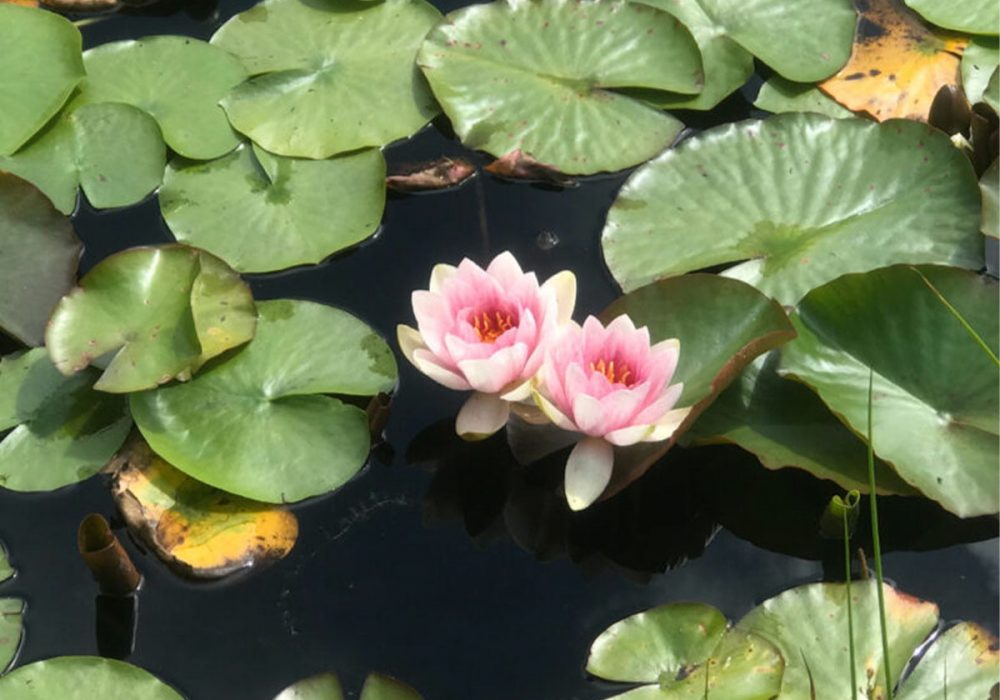 Penrose Water Gardens Things to do in Truro, Cornwall