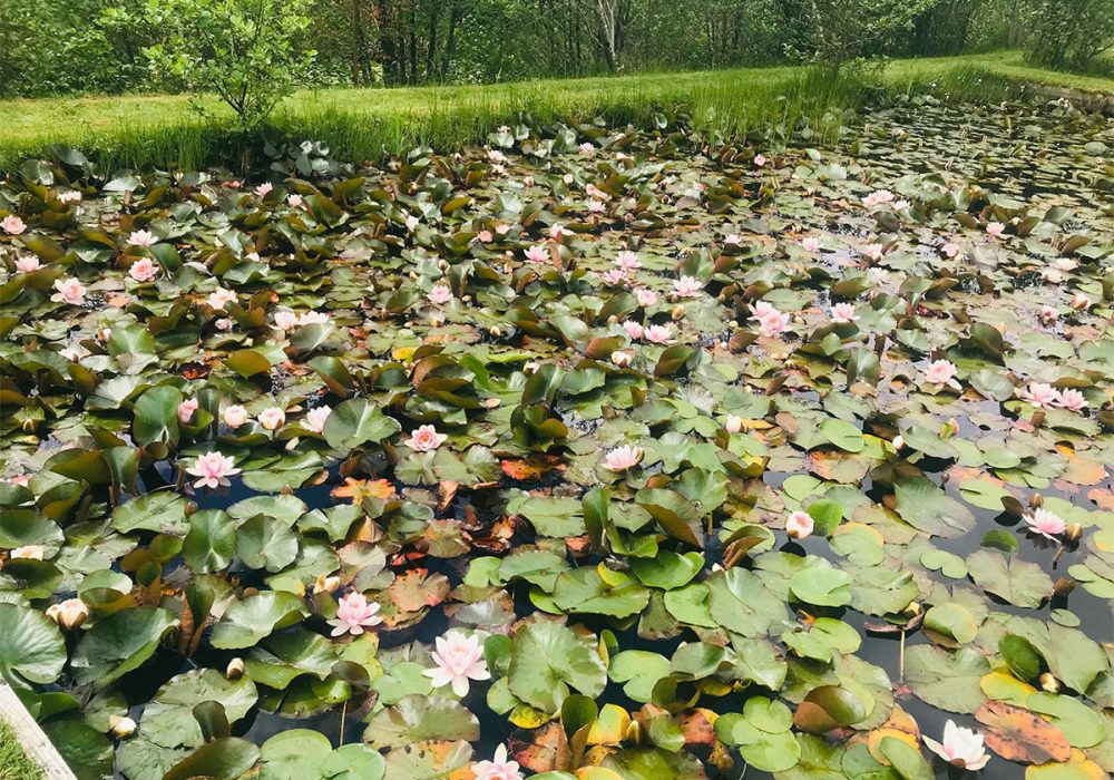 Penrose Water Gardens Things to do in Truro, Cornwall