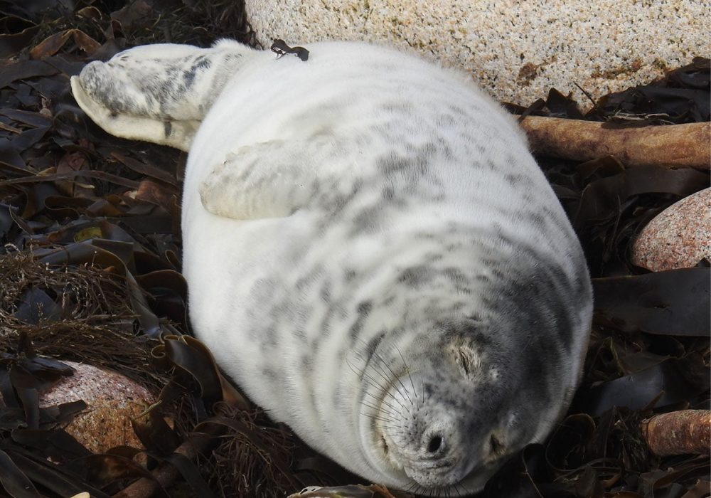 Untitled-1_0003_308635165_461947839300179_7722275109725189815_n