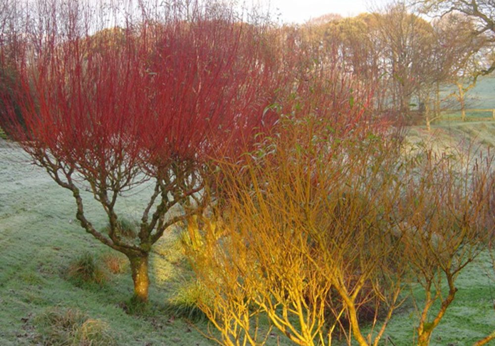 Untitled-1_0003_Salix-Red-Yellow