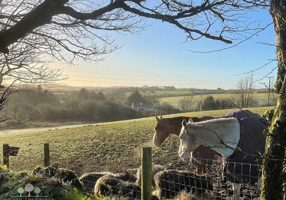 Untitled-1_0006_our-retired-racehorse