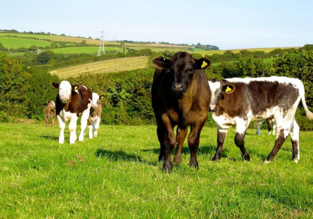 Untitled-1_0007_little-roseveth-bed-and-breakfast_1