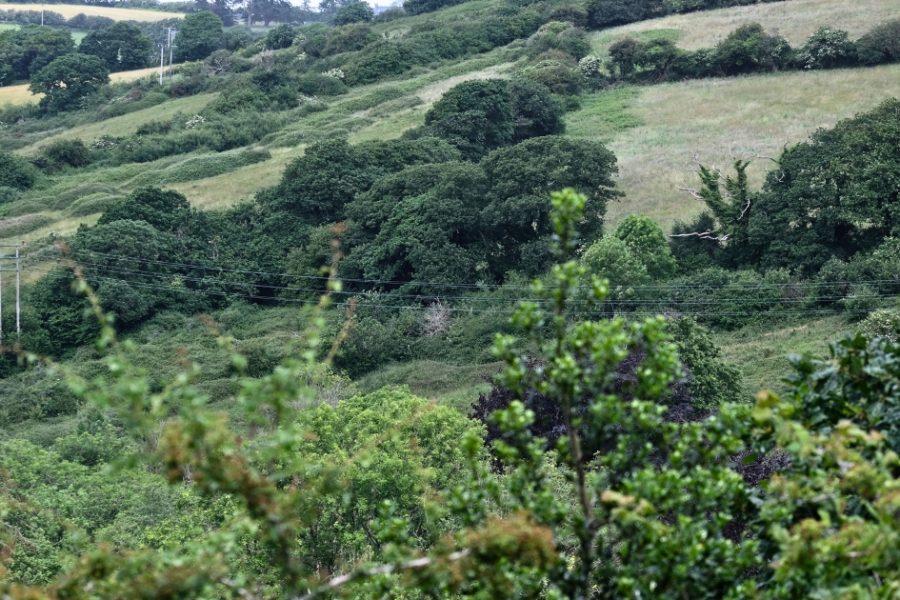 Coosebean Woodland