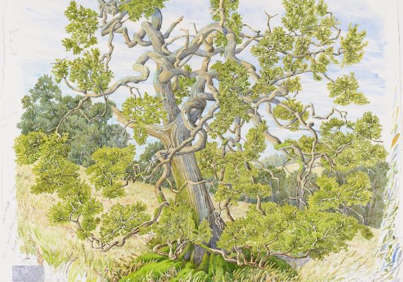 cornwall-museum-and-art-gallery-tony-foster-exploring-time-cornish-oak