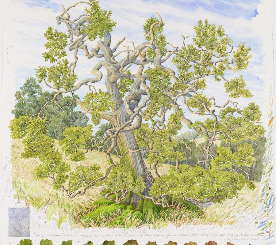 cornwall-museum-and-art-gallery-tony-foster-exploring-time-cornish-oak