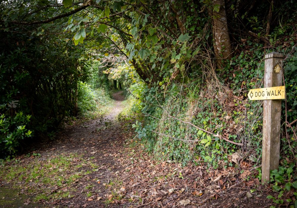 dog walk woodland forest trails dog friendly cottage site the valley cornwall (1)