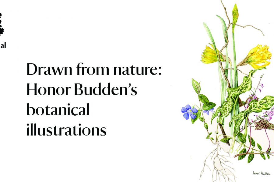 drawn-from-nature-landscape