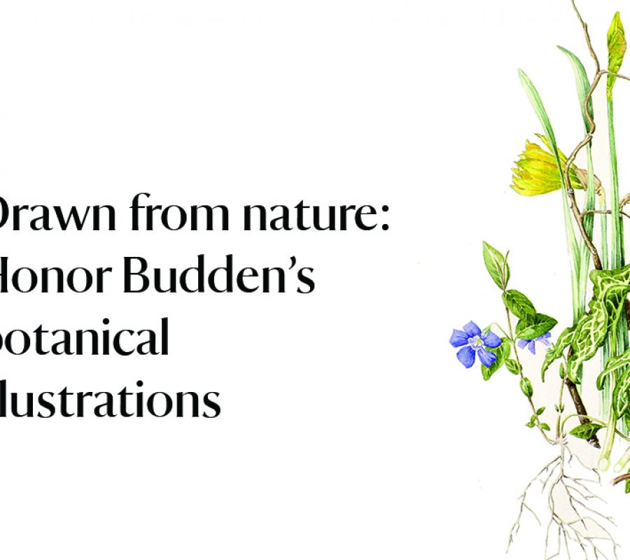 drawn-from-nature-landscape