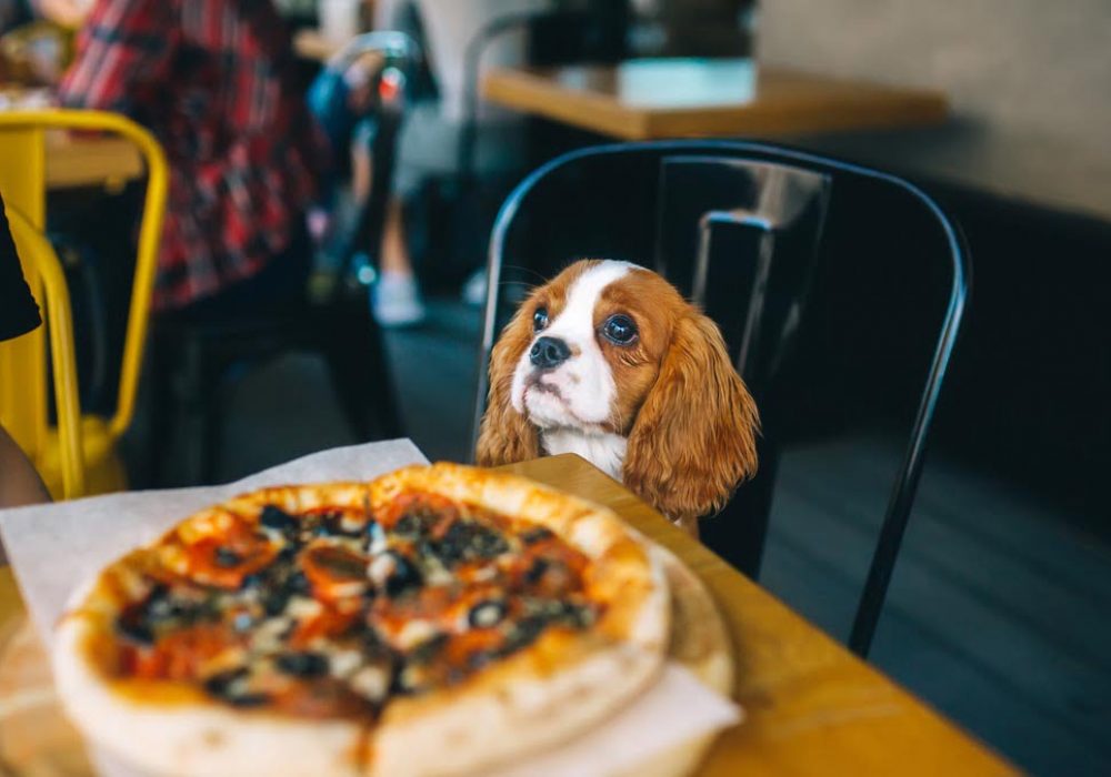 Dog at the table with pizza. Puppy Cavalier King Charles Spaniel in the cafe. Pet at city restaurant. Horizontal portrait