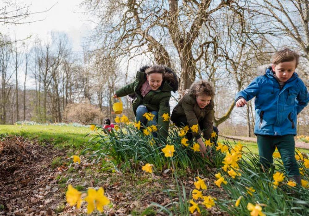 Siblings in their garden carrying buckets looking for Easter eggs in between the daffodils. They live in the North East of England.