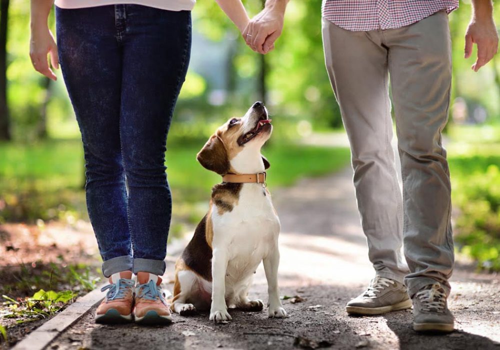 Young couple with Beagle dog in the summer park. Obedient pet with his owner practicing command