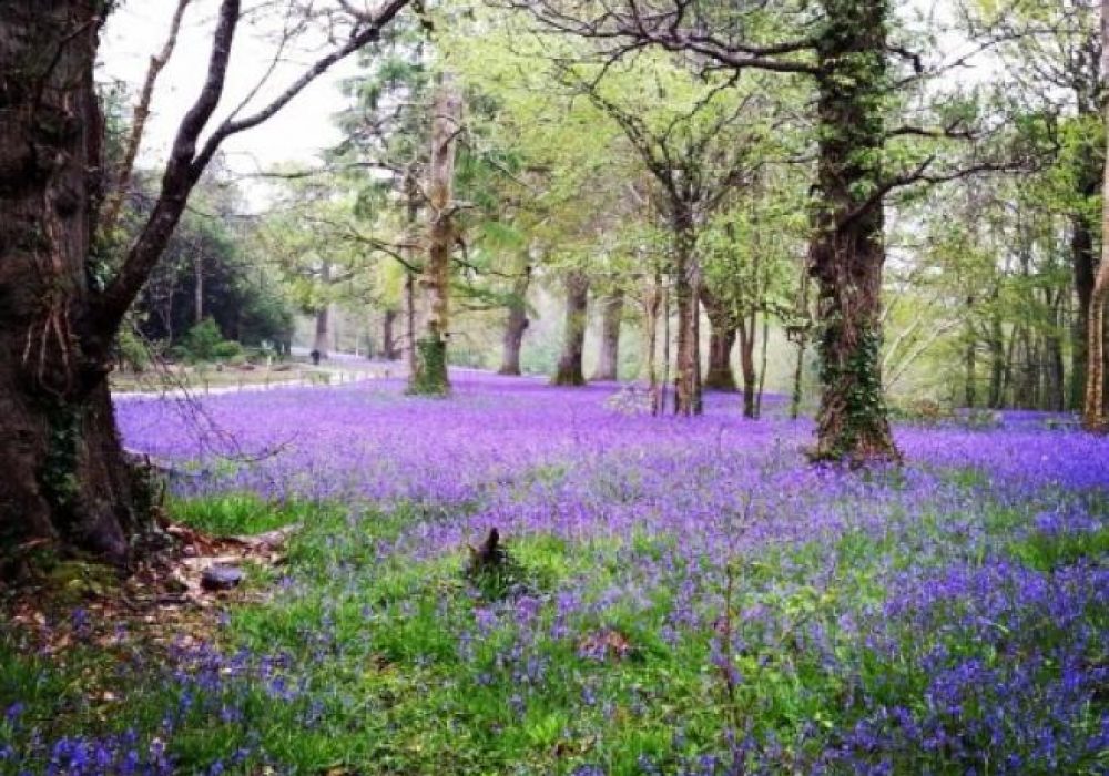 parc-lye-woods-1-1