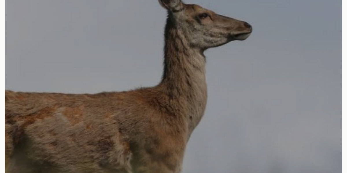 venison